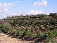 Tzora vines